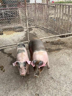 vând soldani - imagine 3