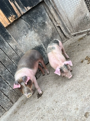 vând soldani - imagine 2