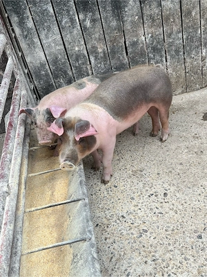 vând soldani - imagine 4