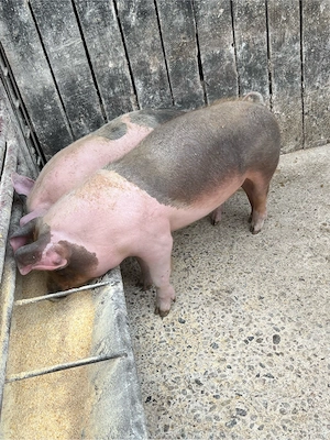 vând soldani - imagine 5