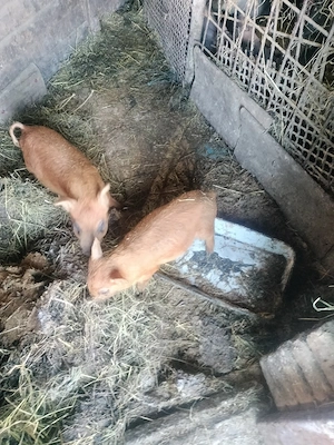 Purcei de 8-9 săptămâni - imagine 4