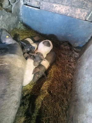 Purcei de 8-9 săptămâni - imagine 2