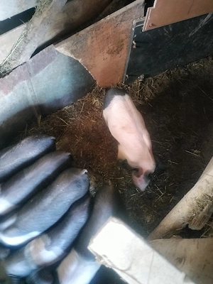 Purcei de 8-9 săptămâni - imagine 3