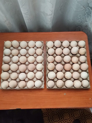 găini de vânzare cu greutate de +3kg la prețul de 75 lei buc si oua proaspete de gaina 1,5lei buc - imagine 2