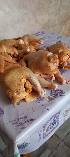 găini de vânzare cu greutate de +3kg la prețul de 75 lei buc si oua proaspete de gaina 1,5lei buc - imagine 5