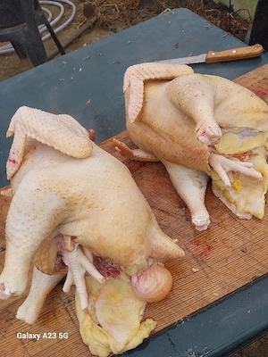 găini de vânzare cu greutate de +3kg la prețul de 75 lei buc si oua proaspete de gaina 1,5lei buc - imagine 4