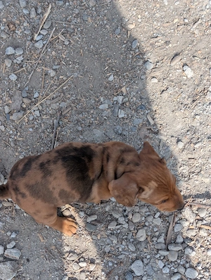 teckel cauta alta casa - imagine 5