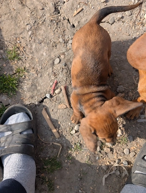 teckel cauta alta casa - imagine 2