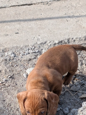 teckel cauta alta casa - imagine 3