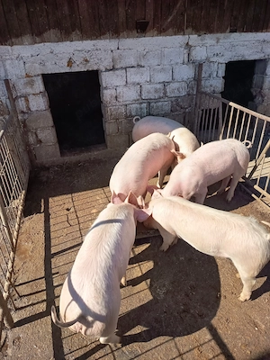 Porci de taiat
