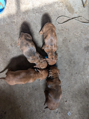 teckel cauta alta casa - imagine 4