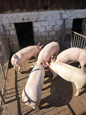 Porci de taiat - imagine 2