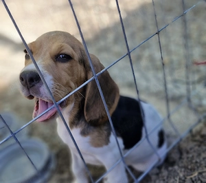 Cățelușa Deizy își caută o familie!  