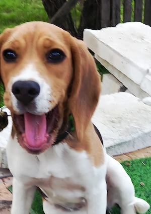 Cățelușa Deizy își caută o familie!   - imagine 2