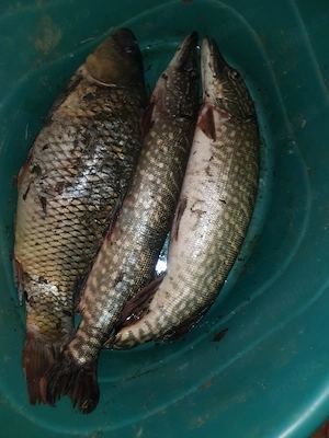 Balta de pescuit  - imagine 10