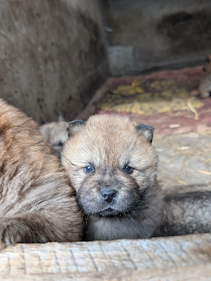 cățeluș chow chow - imagine 2