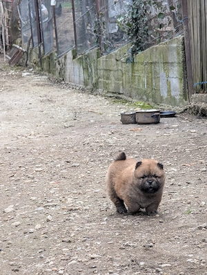 cățeluș chow chow - imagine 5
