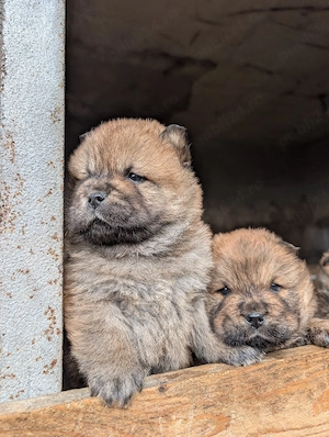 cățeluș chow chow - imagine 3