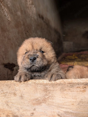 cățeluș chow chow