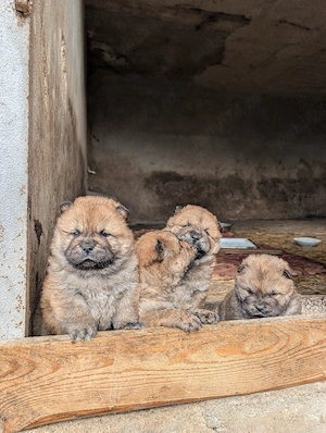 cățeluș chow chow - imagine 4