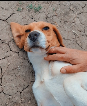 Cățelușa Deizy își caută o familie!   - imagine 3