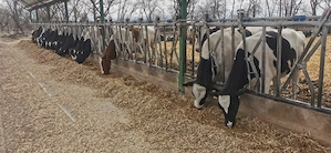 Junici 30 capete holstein f.  - imagine 2