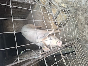 Porci crescuți natural în gospodărie  - imagine 2