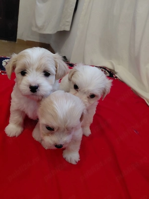 Pui de Bichon Maltez