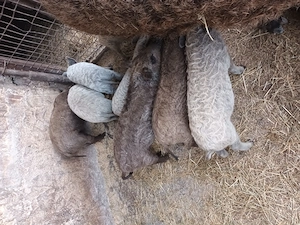 Vând purcei mangalita. 