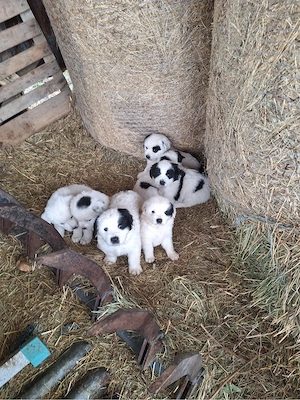 vand catei ciobanesc mioritic 