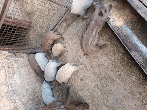 Vând purcei mangalita.  - imagine 2