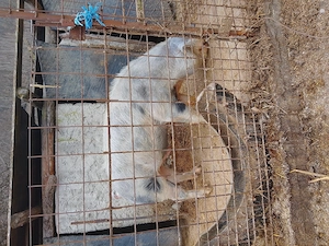 Carne de porc și vită  - imagine 2