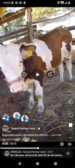 Carne de porc și vită 