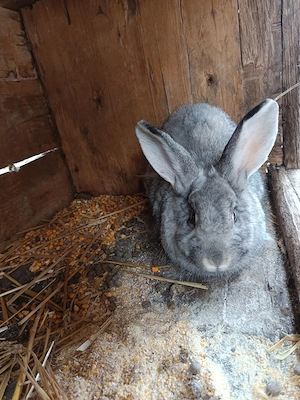 Iepuri și porumbei  - imagine 2