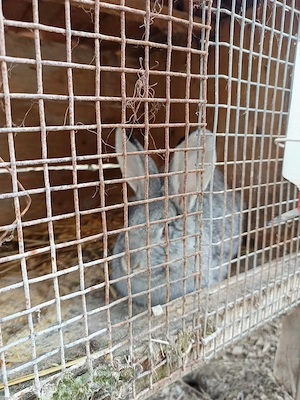 Iepuri și porumbei  - imagine 3