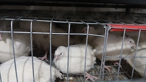 prepelite polare xxl - imagine 5