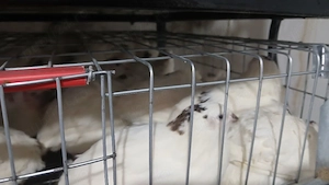 prepelite polare xxl - imagine 3