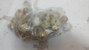 prepelite polare xxl - imagine 2