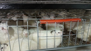 prepelite polare xxl - imagine 4