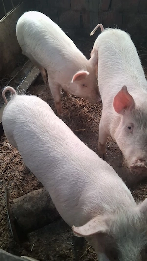 Porci pentru sacrificat Felnac - imagine 2