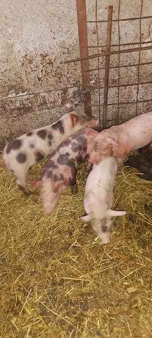  purcei 6 săptămâni  - imagine 2