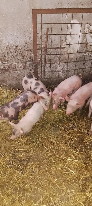  purcei 6 săptămâni  - imagine 3