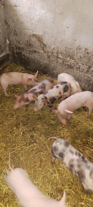  purcei 6 săptămâni  - imagine 4