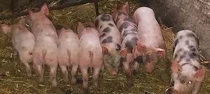  purcei 6 săptămâni  - imagine 5