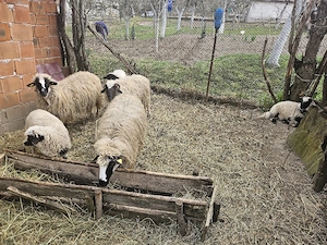 Vând Oi Tarnova Caras- Severin  - imagine 4