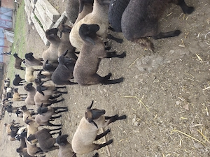 Vînd aproximativ 100 de miei - imagine 3