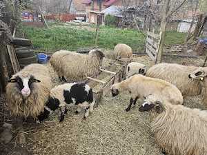Vând Oi Tarnova Caras- Severin  - imagine 3
