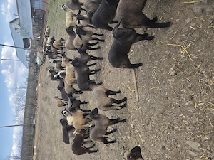 Vînd aproximativ 100 de miei - imagine 2