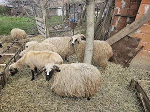 Vând Oi Tarnova Caras- Severin  - imagine 2