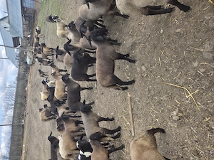 Vînd aproximativ 100 de miei